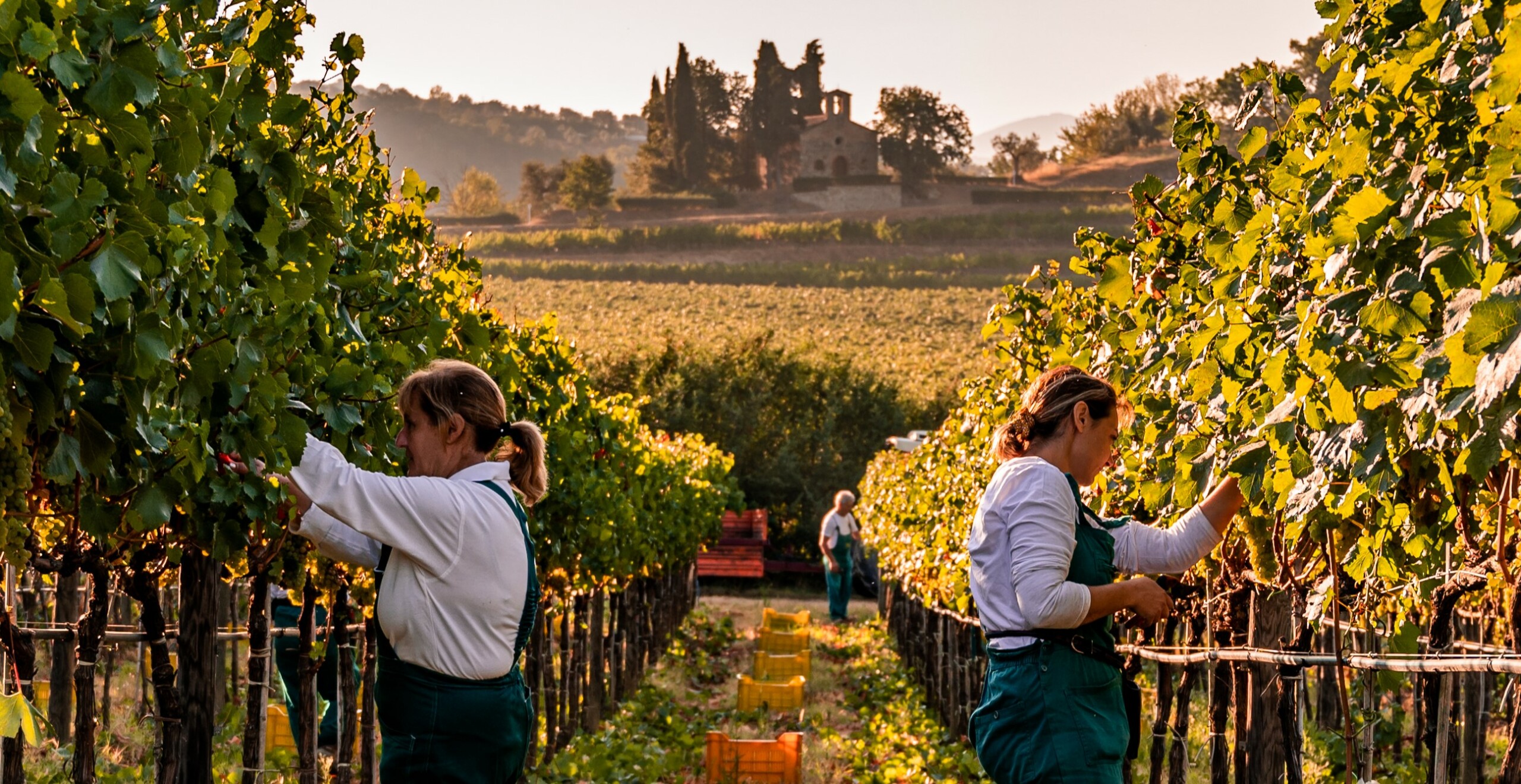 #WineSpotlight, Profumo di vendemmia